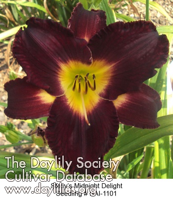 Daylily Stacy's Midnight Delight